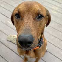 Thumbnail photo of Beau Duke #3