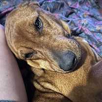 Thumbnail photo of Beau Duke #4