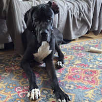 Thumbnail photo of Wilbur #3