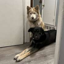 Thumbnail photo of Vegas and Safari #4