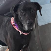 Thumbnail photo of Hazel #1