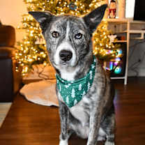 Thumbnail photo of Pepper #1