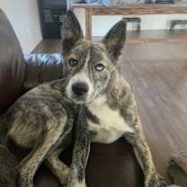 Thumbnail photo of Pepper #2