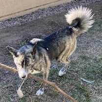 Thumbnail photo of Pepper #3