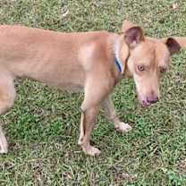 Thumbnail photo of Dingo #2