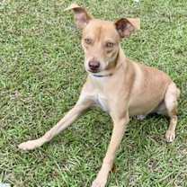 Thumbnail photo of Dingo #3