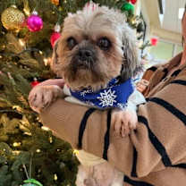 Thumbnail photo of Gizzy #1