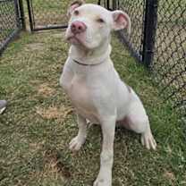 Thumbnail photo of Brutus #1