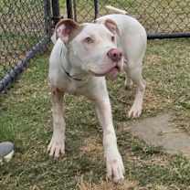 Thumbnail photo of Brutus #2