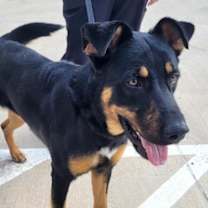 Thumbnail photo of Leonardo #3