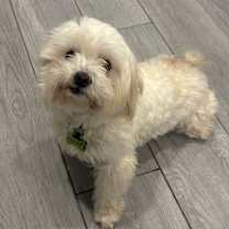 Thumbnail photo of Jingle Provac #1