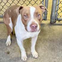 Thumbnail photo of Brent #1