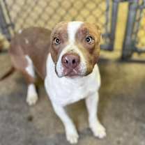 Thumbnail photo of Brent #2