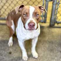 Thumbnail photo of Brent #3