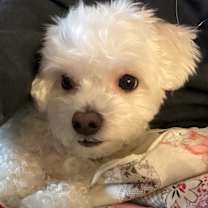 Thumbnail photo of Percy #4