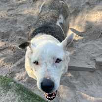 Thumbnail photo of Charlie #2