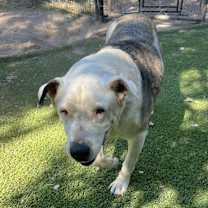 Thumbnail photo of Charlie #3