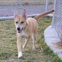 Thumbnail photo of Gingerbread #4