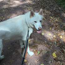 Thumbnail photo of Bolt #3