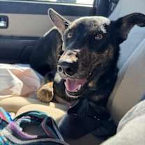 Thumbnail photo of Vito #1