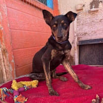 Thumbnail photo of Vito #2