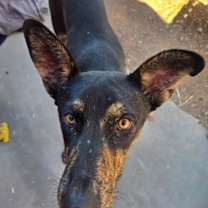 Thumbnail photo of Vito #3