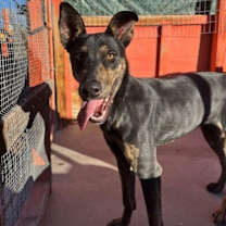 Thumbnail photo of Vito #4