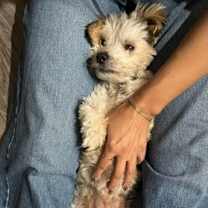 Thumbnail photo of Rex #4