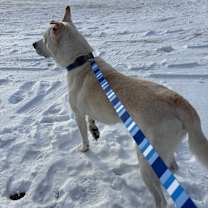 Thumbnail photo of Asher #2