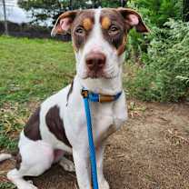 Thumbnail photo of Honey Eyes #1