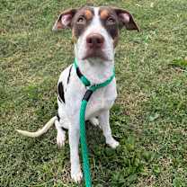 Thumbnail photo of Honey Eyes #2