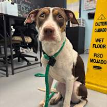 Thumbnail photo of Honey Eyes #3