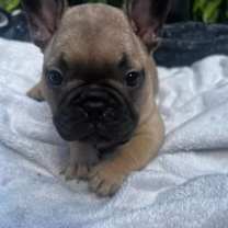 Thumbnail photo of Chandler PF #3