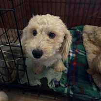 Thumbnail photo of Dumpling BB #1