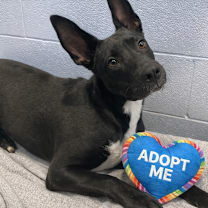 Thumbnail photo of MOOKIE #1