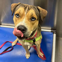 Thumbnail photo of Deku #4