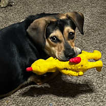 Thumbnail photo of Shiloh #1