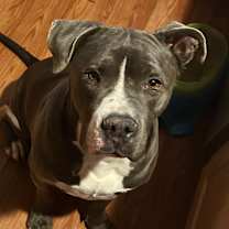 Thumbnail photo of Chop #2