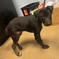 Thumbnail photo of Boom #2