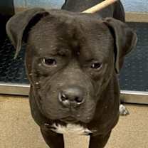 Thumbnail photo of Clyde #2