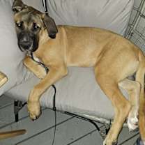 Thumbnail photo of Xzyna (Xena) #1