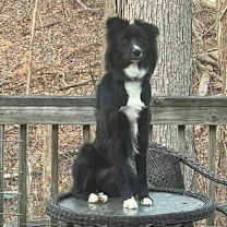 Thumbnail photo of Draco #2