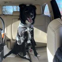 Thumbnail photo of Draco #3