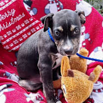 Thumbnail photo of Wolfram #2