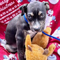 Thumbnail photo of Wolfram #3