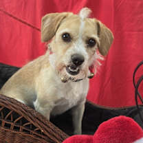 Thumbnail photo of Ozulo #1