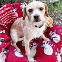 Thumbnail photo of Ozulo #2