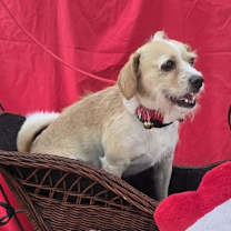 Thumbnail photo of Ozulo #3