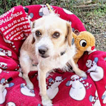 Thumbnail photo of Ozulo #4