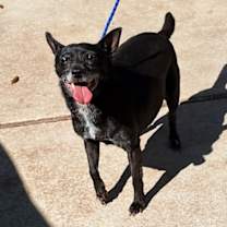 Thumbnail photo of Lunetta #1